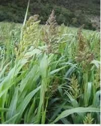 Sorgo Sudanense Belle 25KG